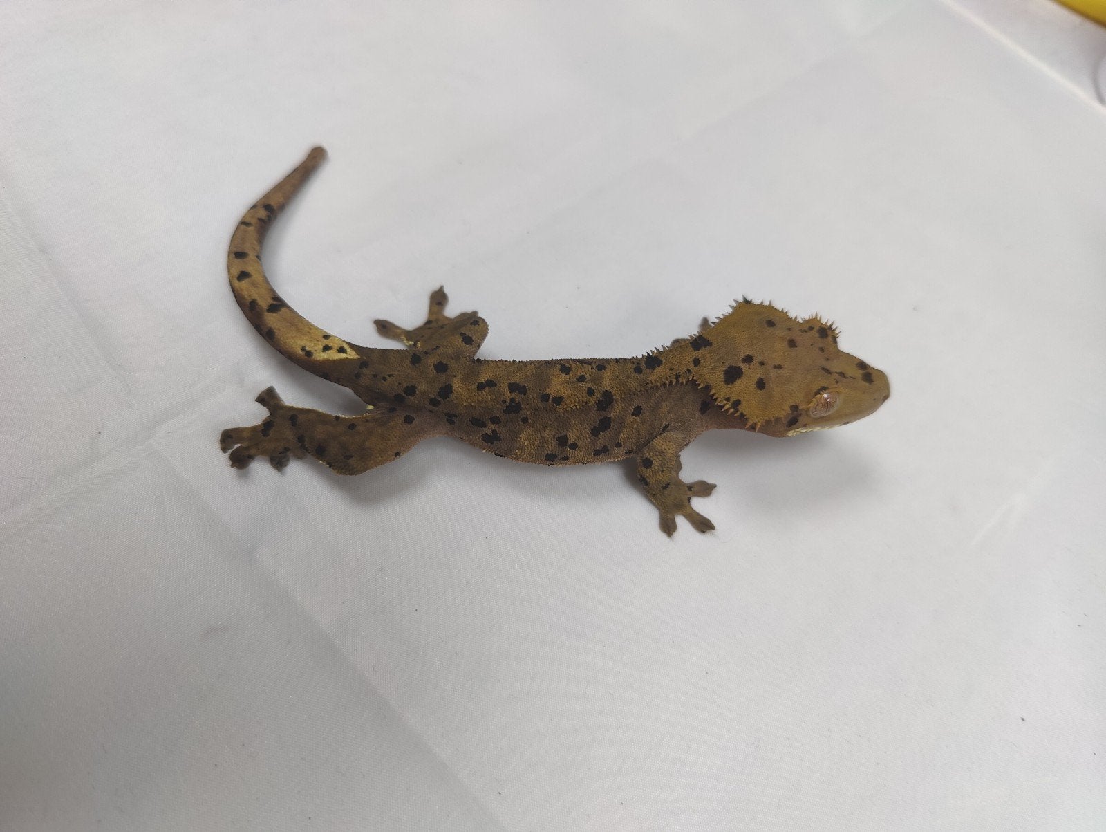 dark superdalmatian wimpergekko vrouw, Dieren en Toebehoren