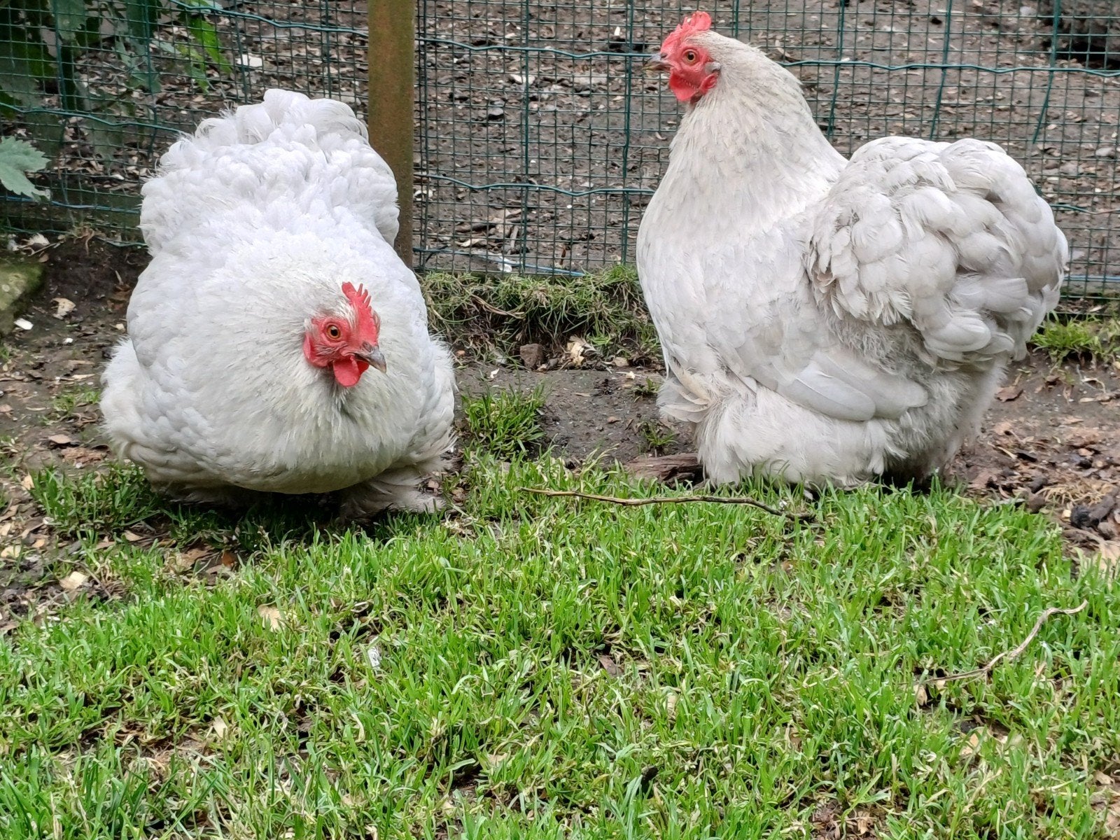 Jonge cochin kriel, Dieren en Toebehoren