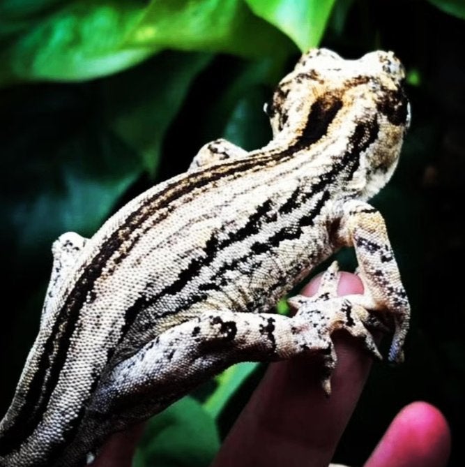 Gargoyle Gecko mannetje White-gen proven, Animaux & Accessoires, Reptiles & Amphibiens, Lézard, Domestique, 0 à 2 ans