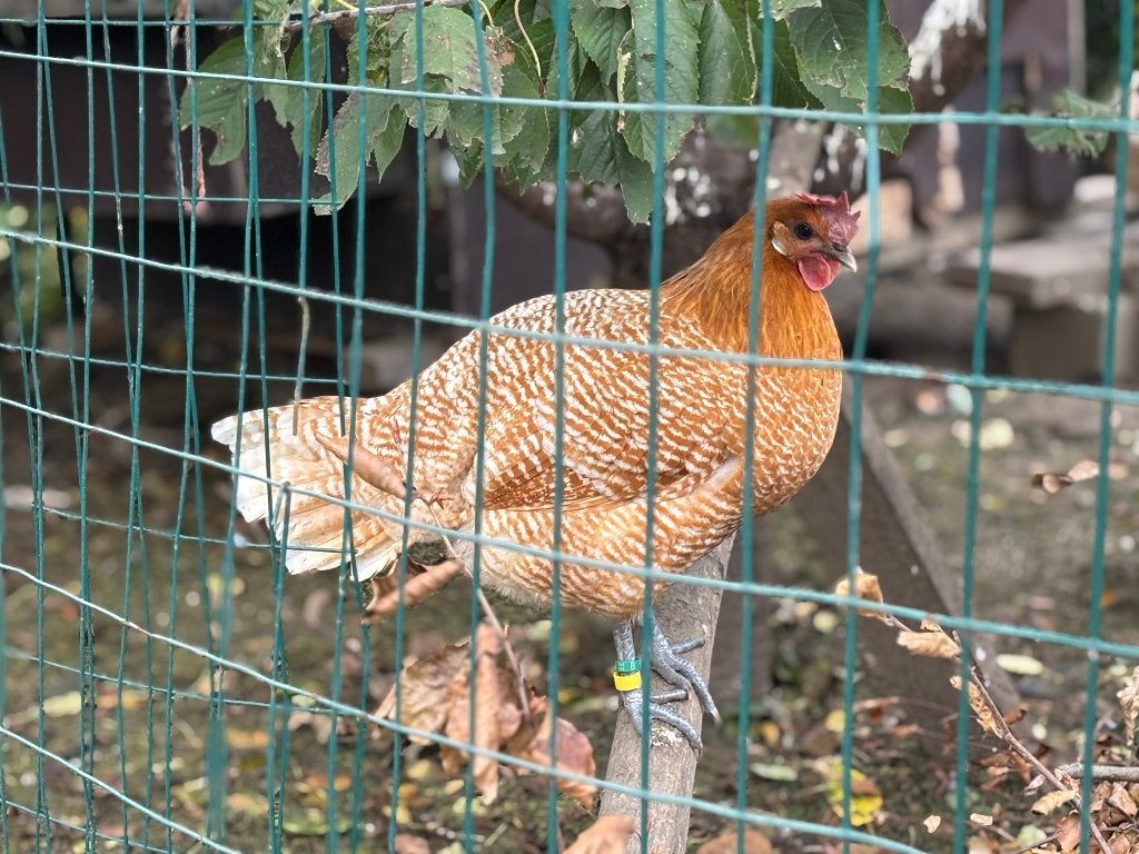 Goudwitgebande brakel kippen, Animaux & Accessoires, Volatiles, Poule ou poulet