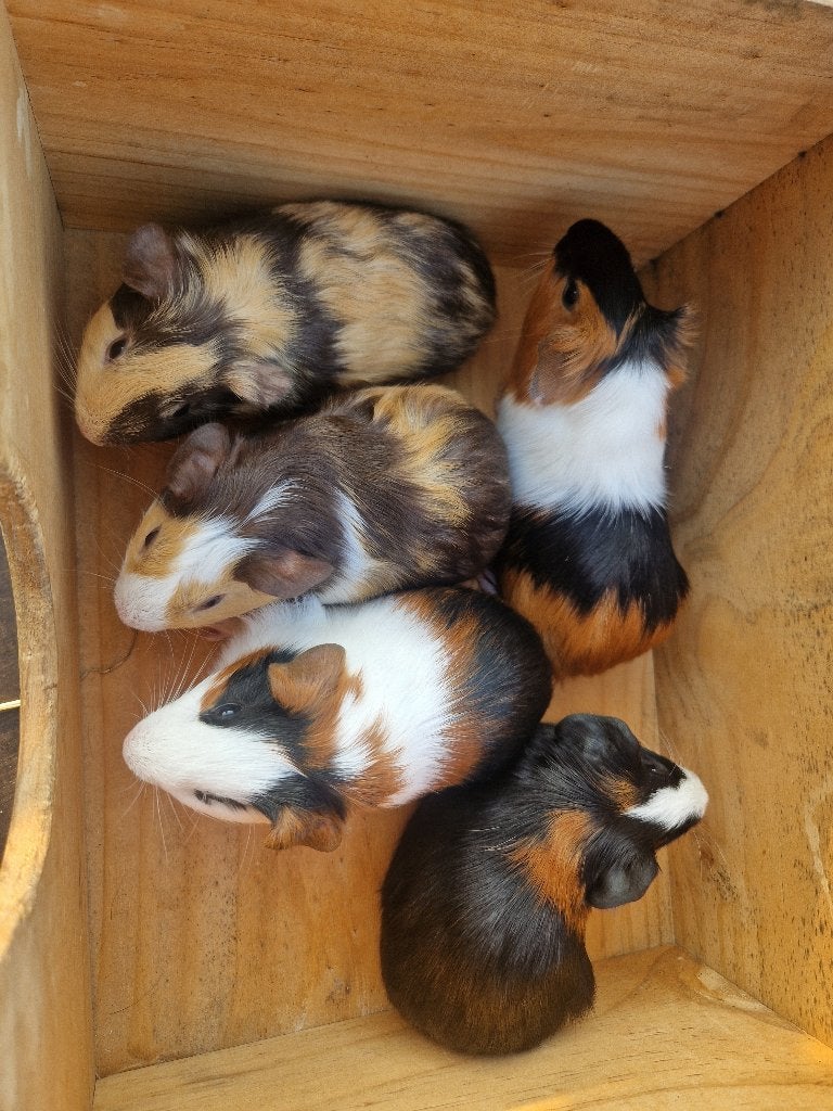 Cavia, Mai, Mâle, Cobaye