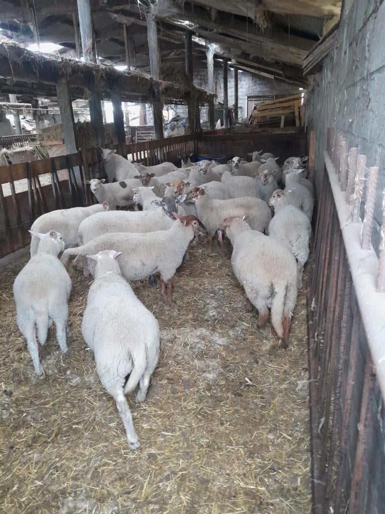 Rammen, Mâle, Mouton, 0 à 2 ans