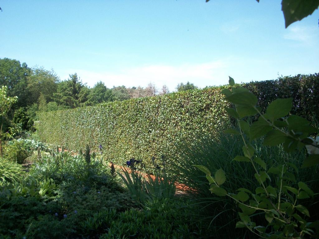 Ligustrum of liguster planten in pot, Tuin en Terras, Ophalen, Liguster, Haag