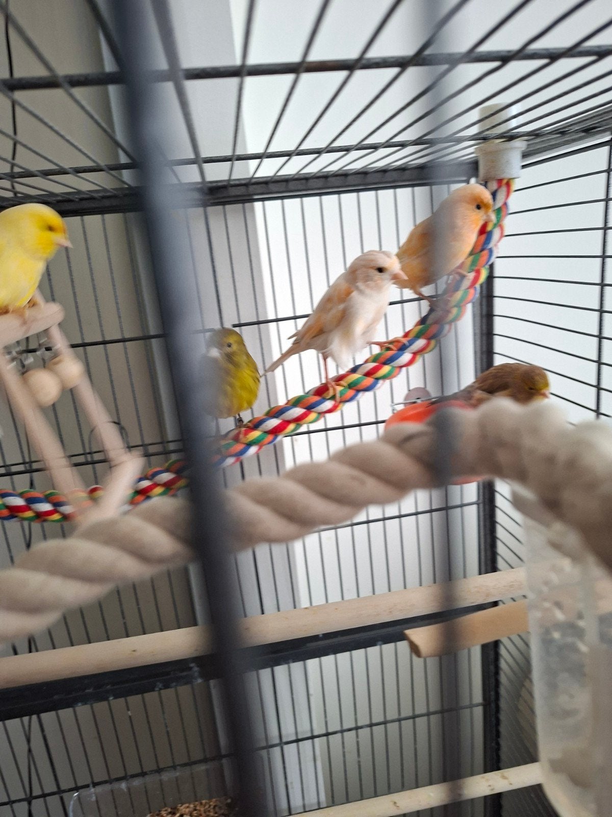 Kanaries te koop, Dieren en Toebehoren, Vogels | Kanaries, Meerdere dieren, Kleurkanarie