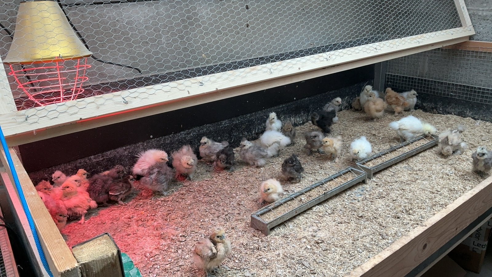 Usa zijdehoen kuikens, Dieren en Toebehoren