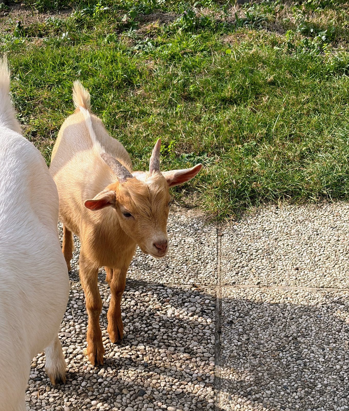Jonge geitenbokjes, Dieren en Toebehoren, Mannelijk, Geit, 0 tot 2 jaar