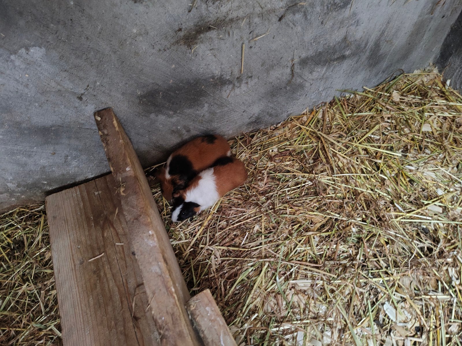 Cavia's Teddy's, Dieren en Toebehoren, Ophalen, Nieuw, Cavia