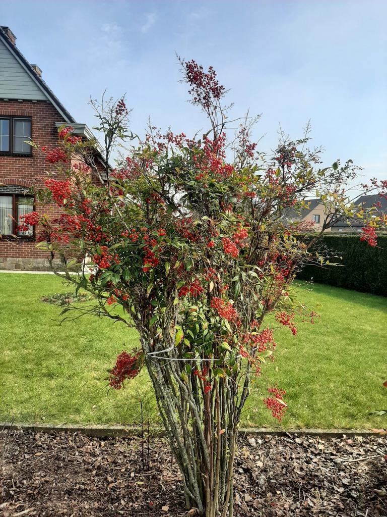 Winterharde hemelse bamboe of Nandina domestica, Tuin en Terras, Ophalen, Bamboe