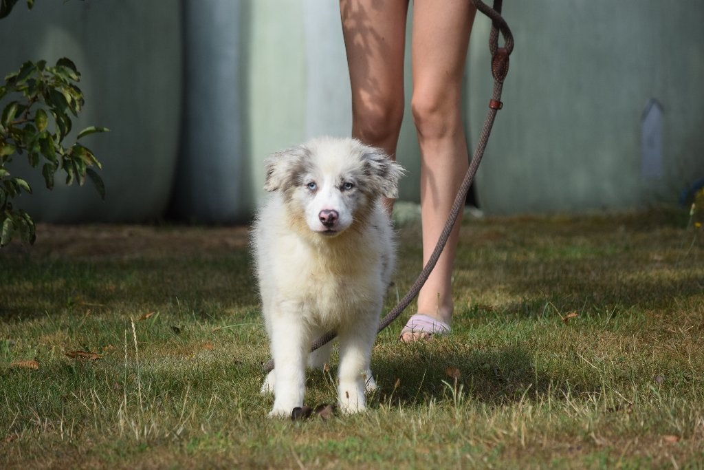 Border collie puppy, blue-merle reutje, Dieren en Toebehoren, Honden | Herdershonden en Veedrijvers, België, Reu, 8 tot 15 weken