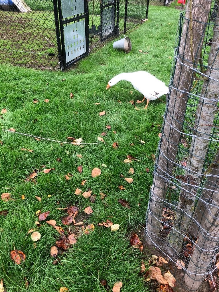 oie blanche de ferme, Animaux & Accessoires, Mai, Sexe inconnu