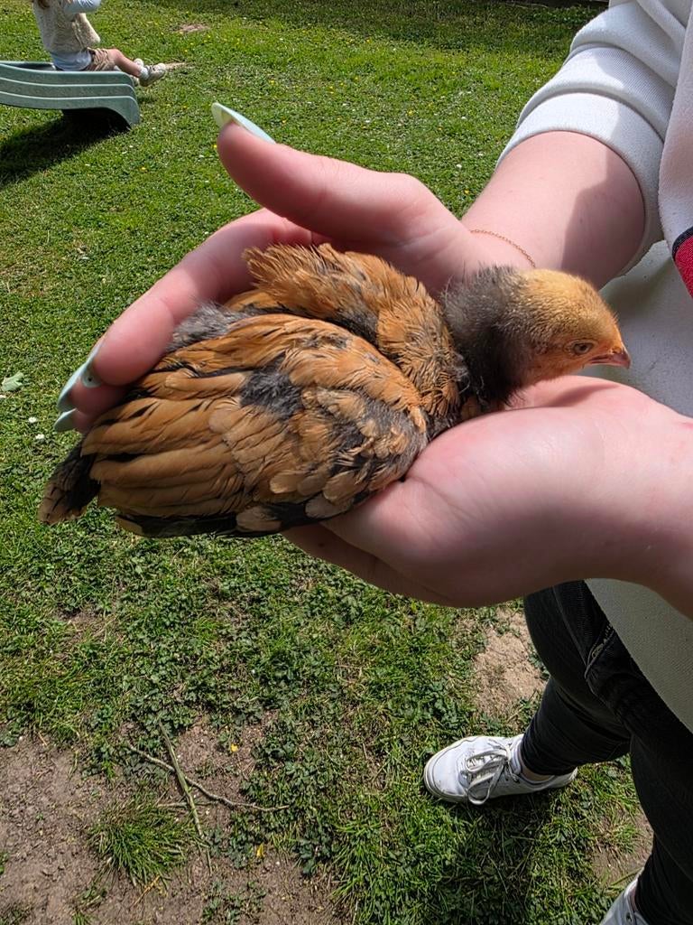 Raszuivere kuikens (verschillende rassen), Sexe inconnu, Poule ou poulet