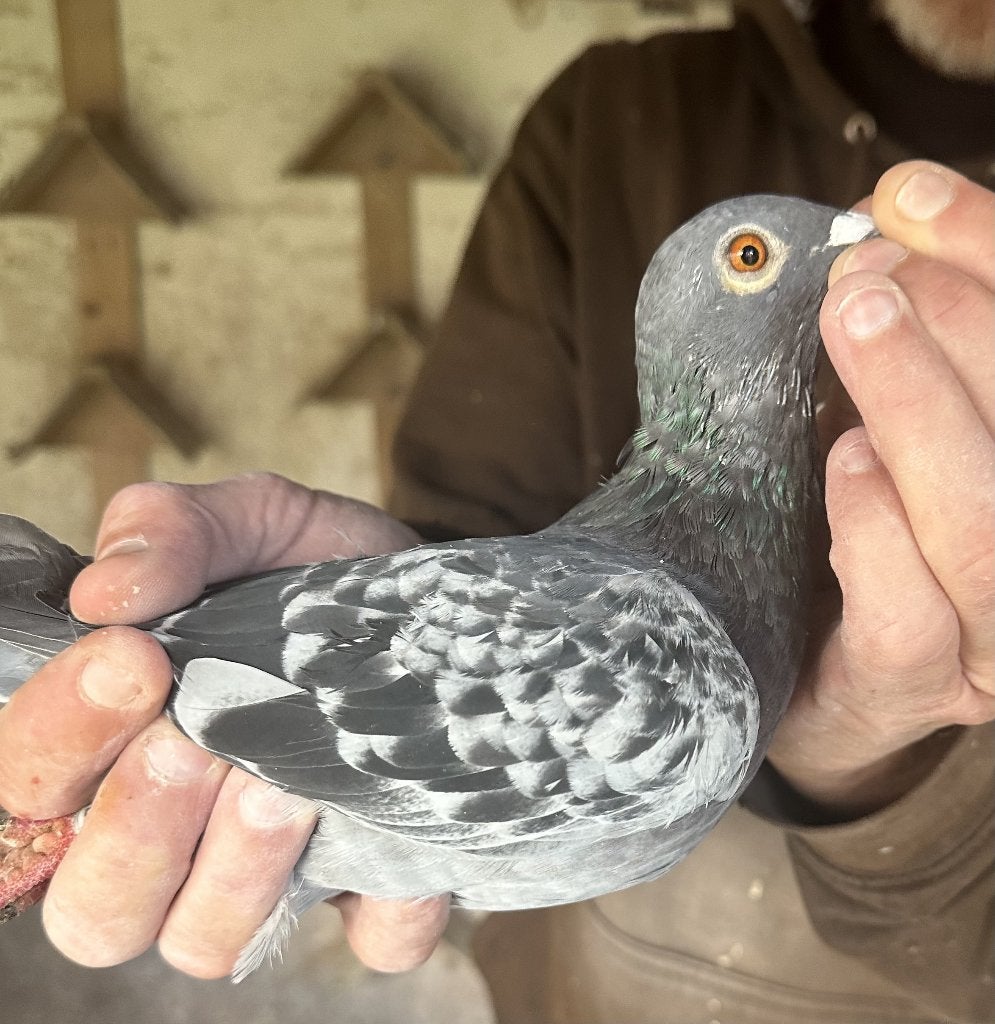 Bewezen kweekduiven, Femelle, Pigeon voyageur