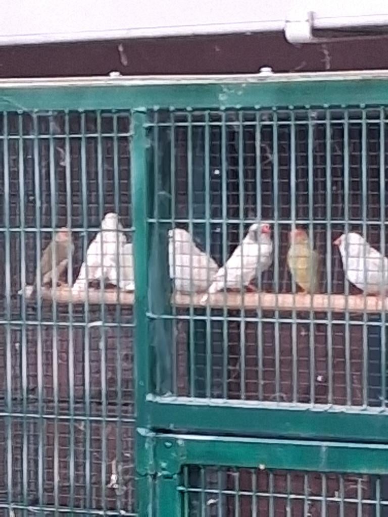 Grote  zebravinken