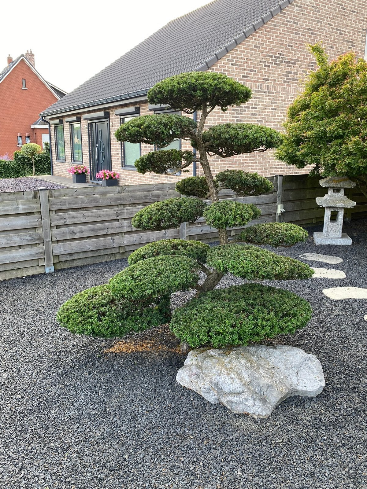 Tuinbonsai taxus cuspidata, Tuin en Terras, Bloeit niet, Overige soorten, 100 tot 250 cm, Ophalen