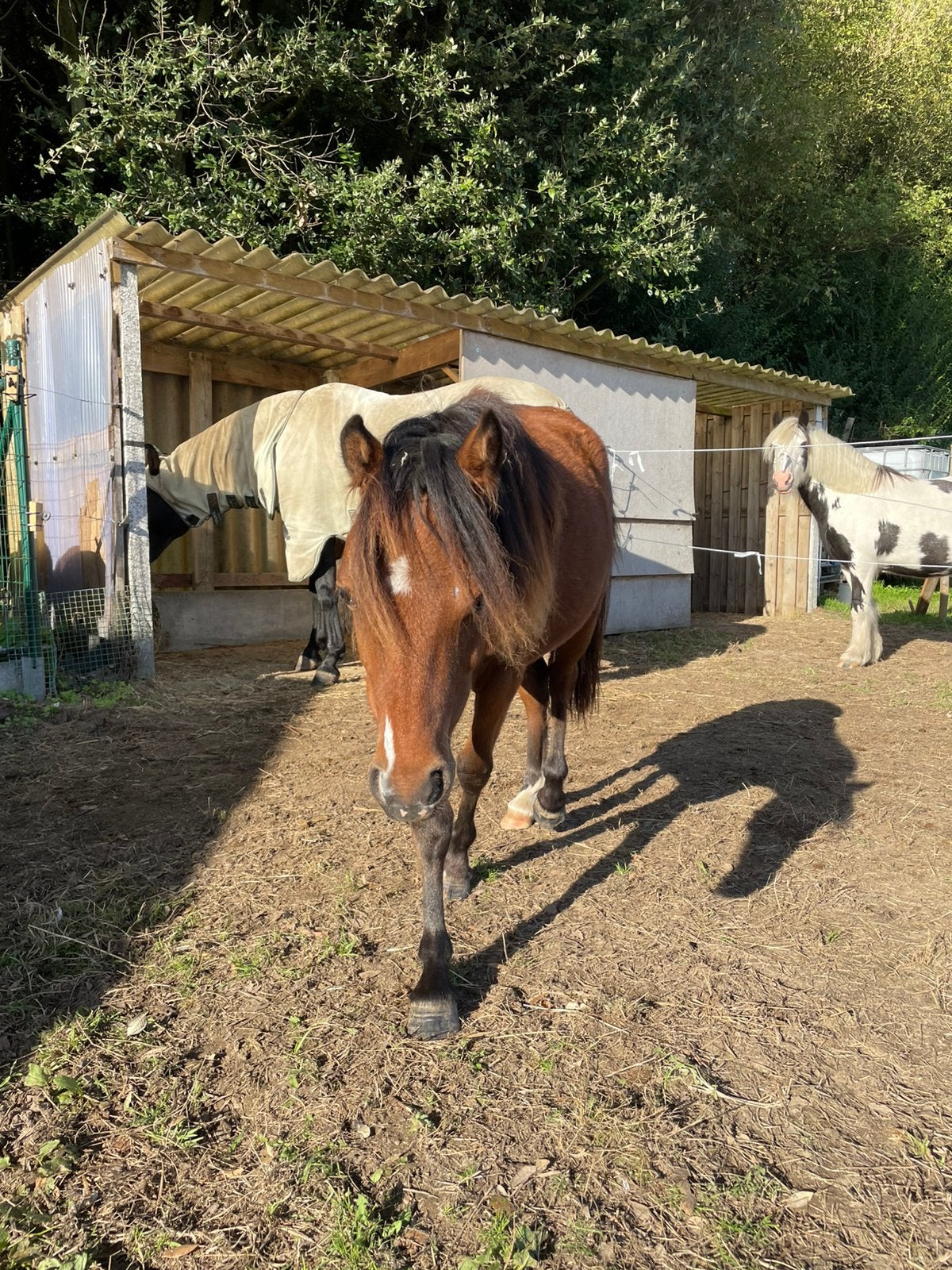 Merrie type Welsh, Dieren en Toebehoren, Merrie, M, 0 tot 2 jaar, A pony (tot 1.17m)