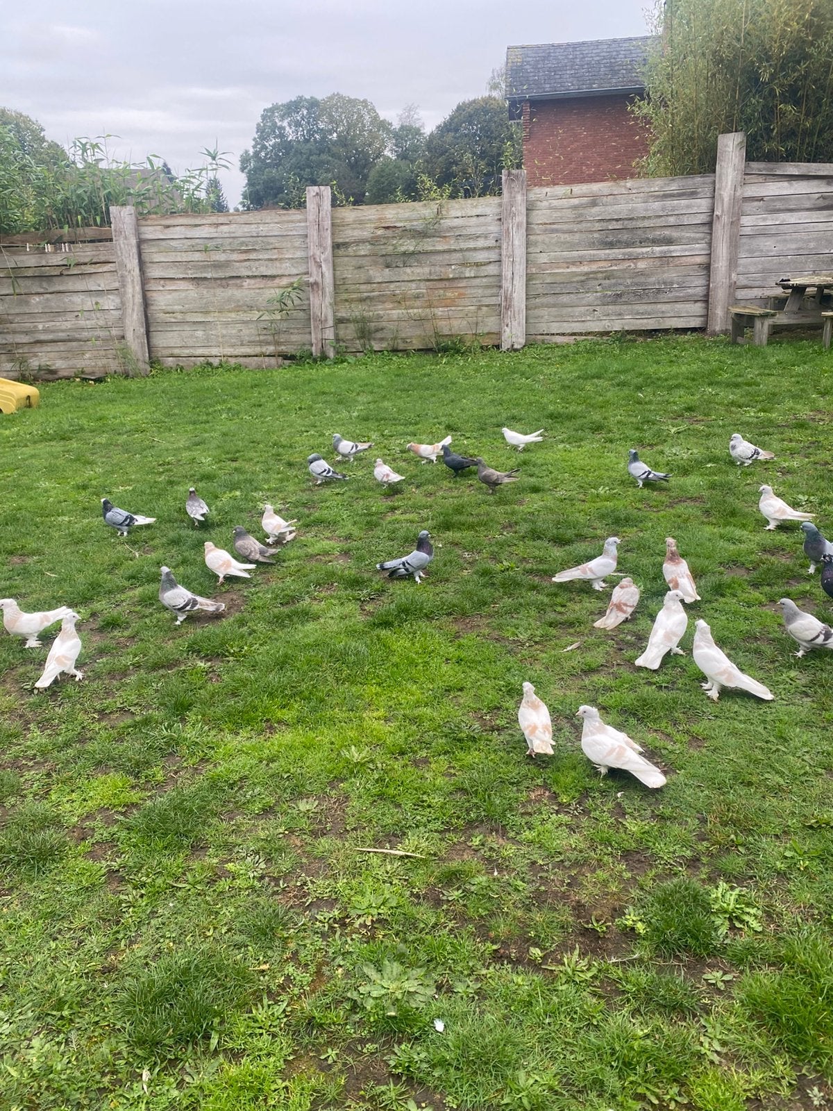 Takla Alles is, per twee of in grote hoeveelheden, Dieren en Toebehoren