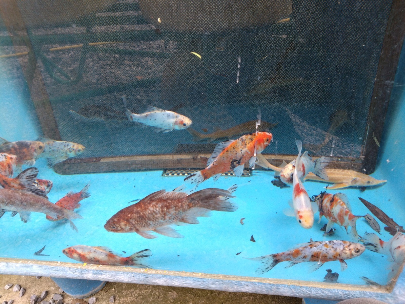 Goudvissen: rode komeetstaart, sarasa, shubunkin 8 tot 20cm, Dieren en Toebehoren, Goudvis(sen)