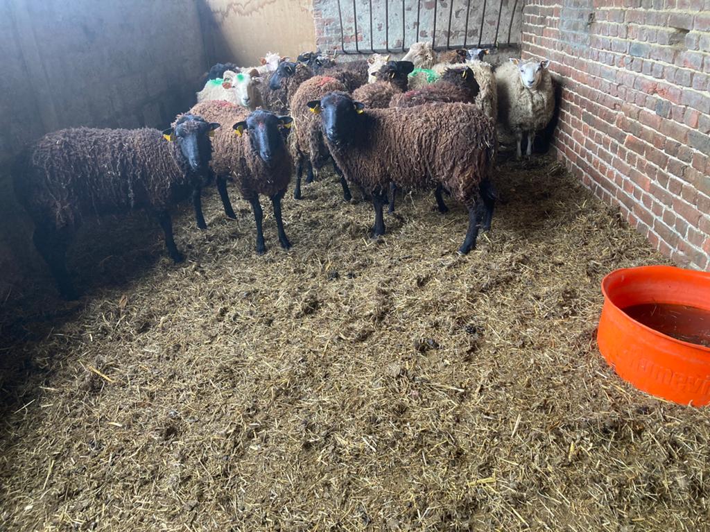 Rammen en ooien offerfeest