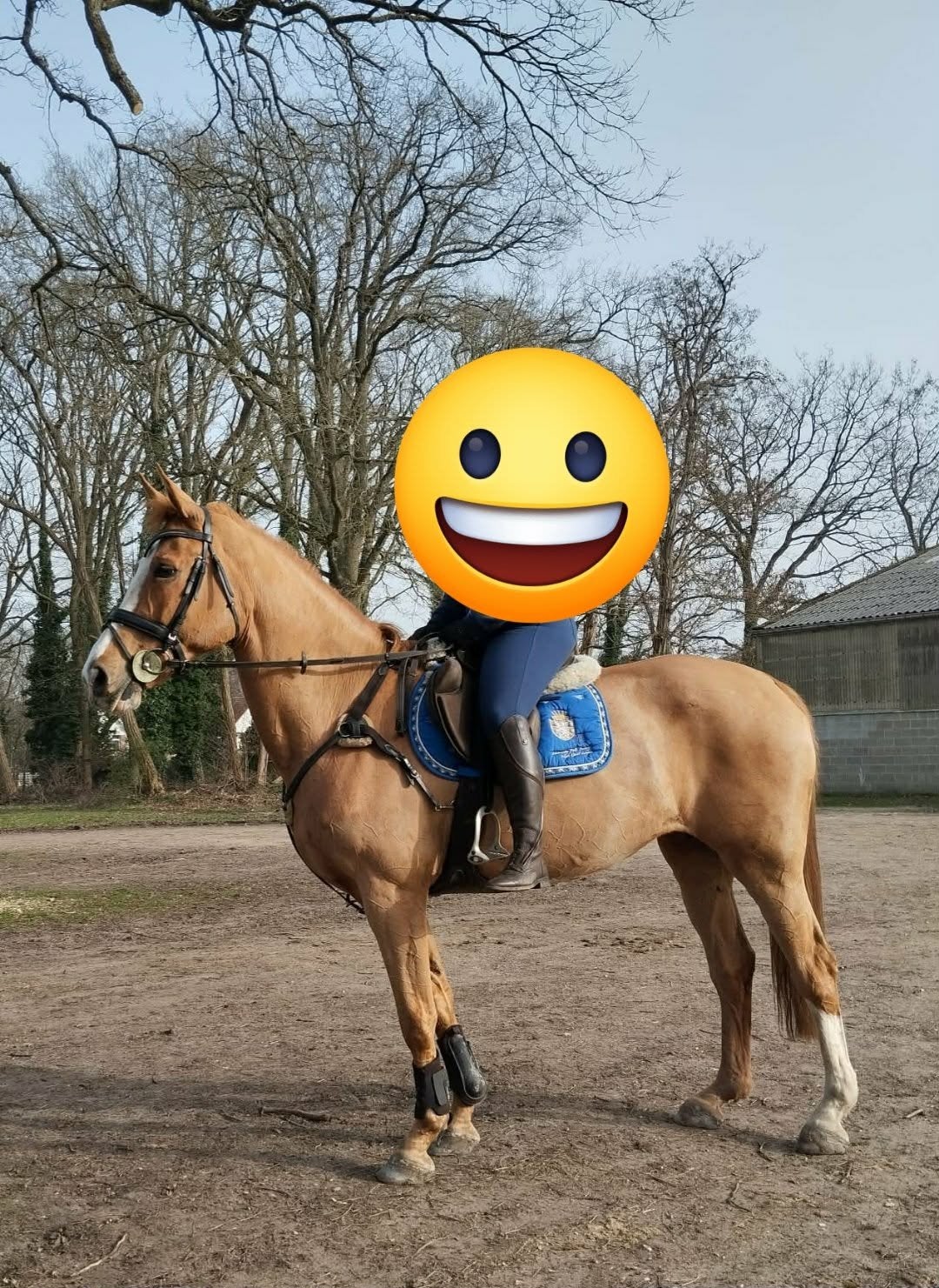 Leerpaard, Animaux & Accessoires, Chevaux