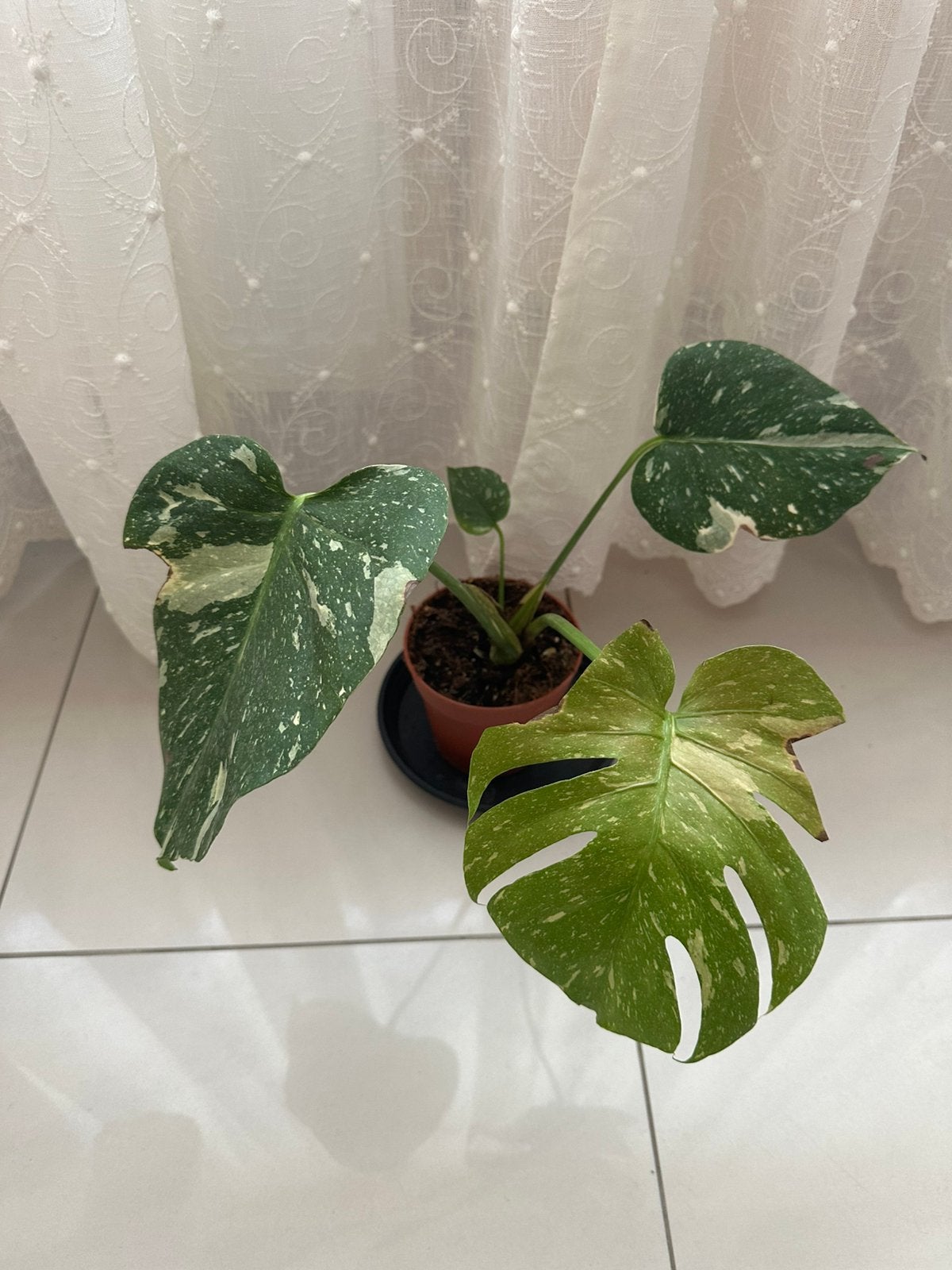 Monstera thai constellation, Maison & Meubles, Plantes d'intérieur, Autres espèces, En pot, Moins de 100 cm, Enlèvement