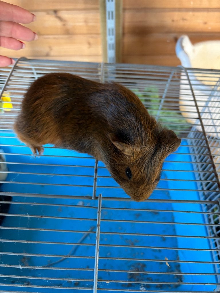 Cavia, Dieren en Toebehoren, Knaagdieren, April, Mannelijk, Cavia