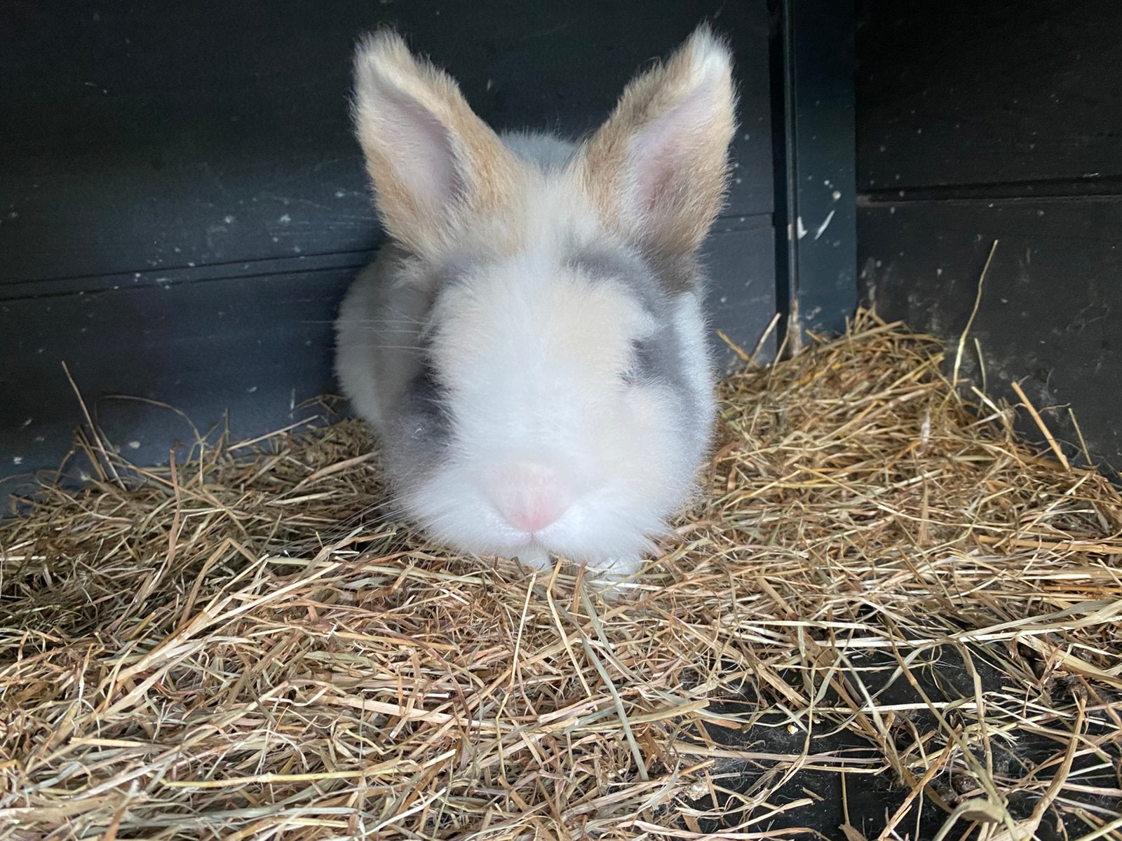 Twee heel mooie en lieve konijnen, Dieren en Toebehoren