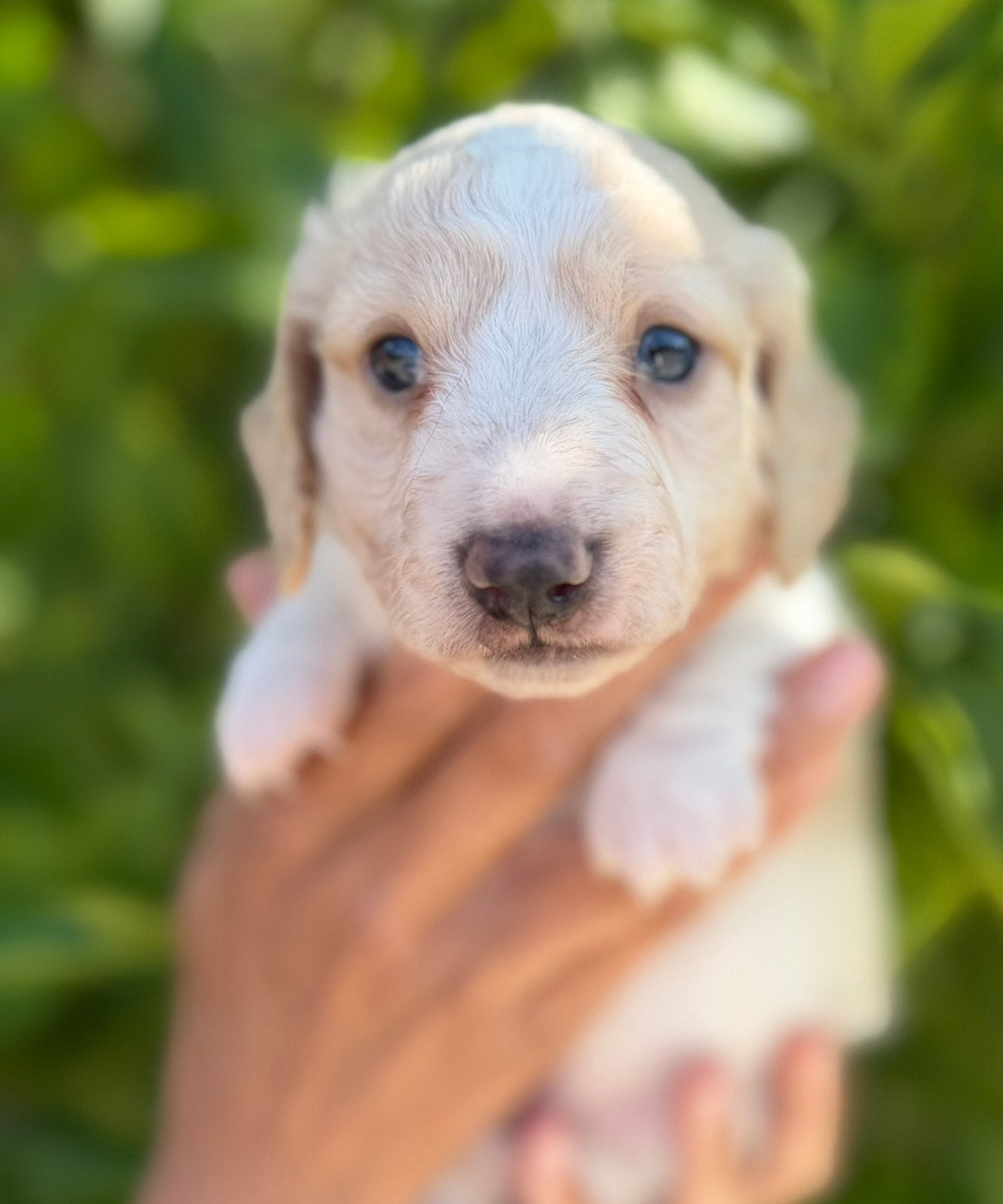 Cream piebald langharig dwerg reu, België, Fokker | Hobbymatig, Reu, CDV (hondenziekte)