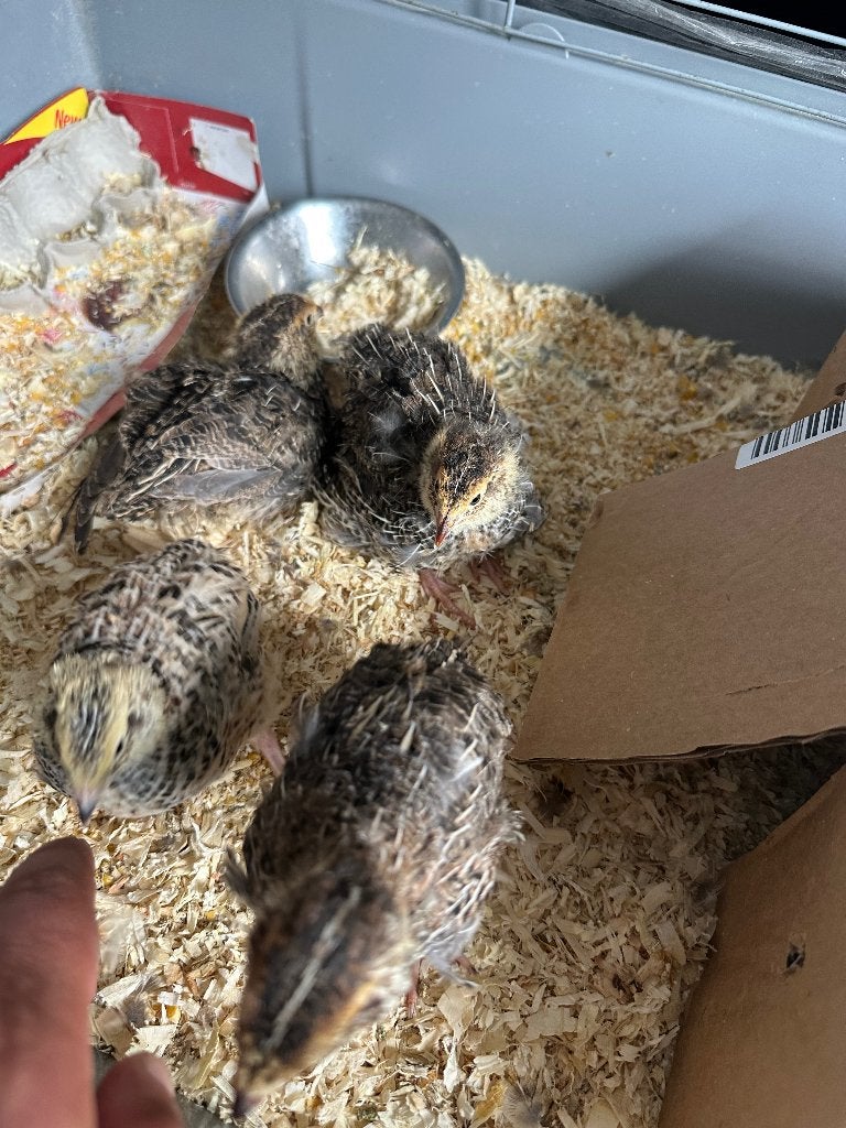 4 Jeune cailles mâles de 5 semaine, Animaux & Accessoires, Mâle, Autres espèces