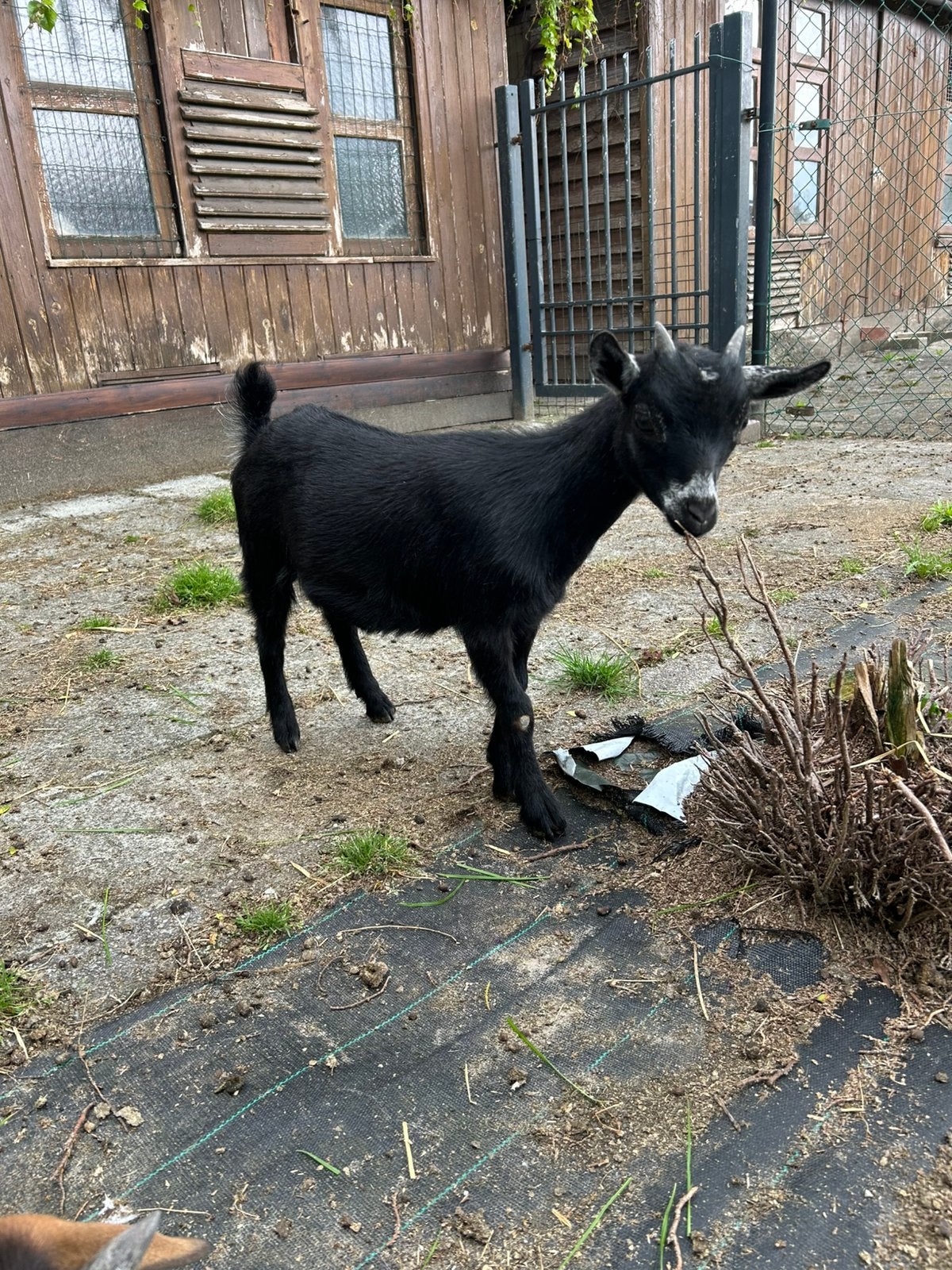 Mieke te koop, Dieren en Toebehoren, Vrouwelijk, Geit, 0 tot 2 jaar