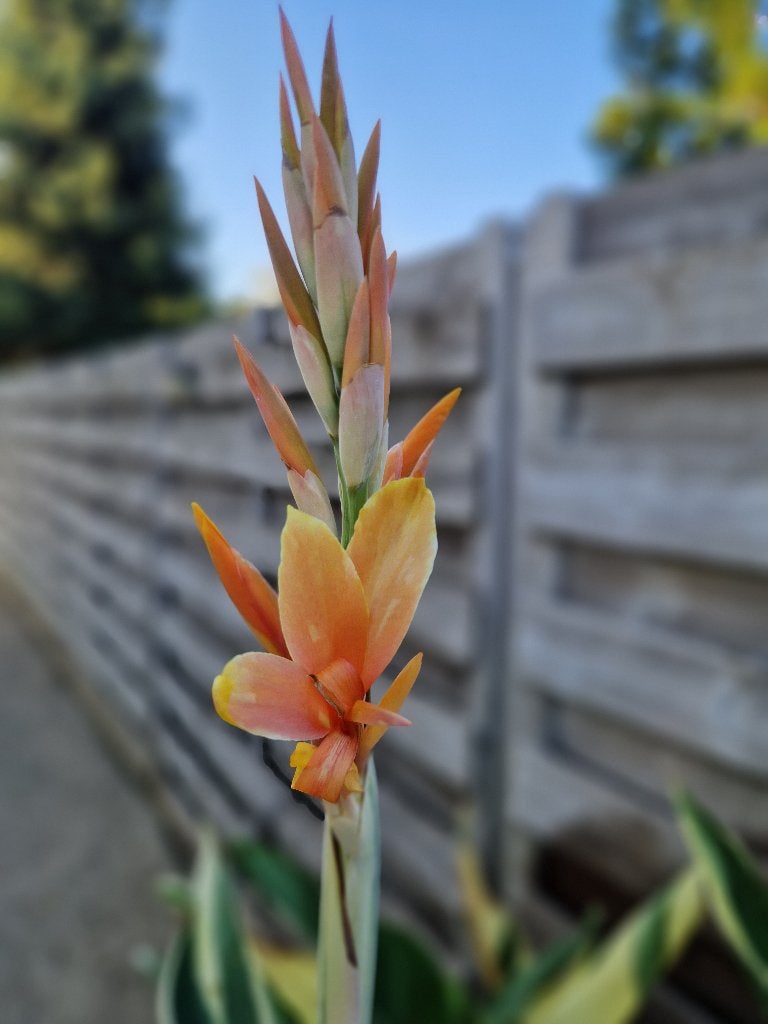 Canna Stuttgart  ( 5€ per pot met verschillende scheuten ), Tuin en Terras, Vaste plant, Halfschaduw, Zomer, Ophalen