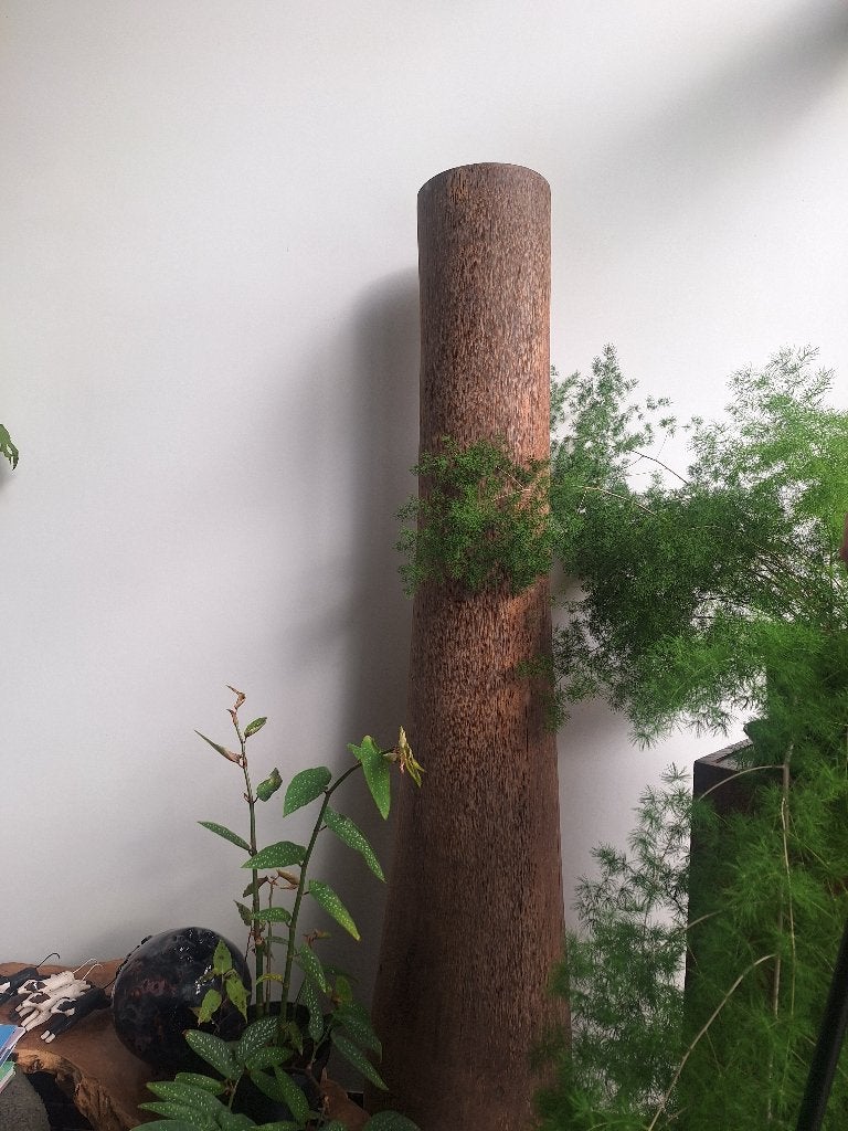 Decoratieve palmboom, Ophalen, Zo goed als nieuw
