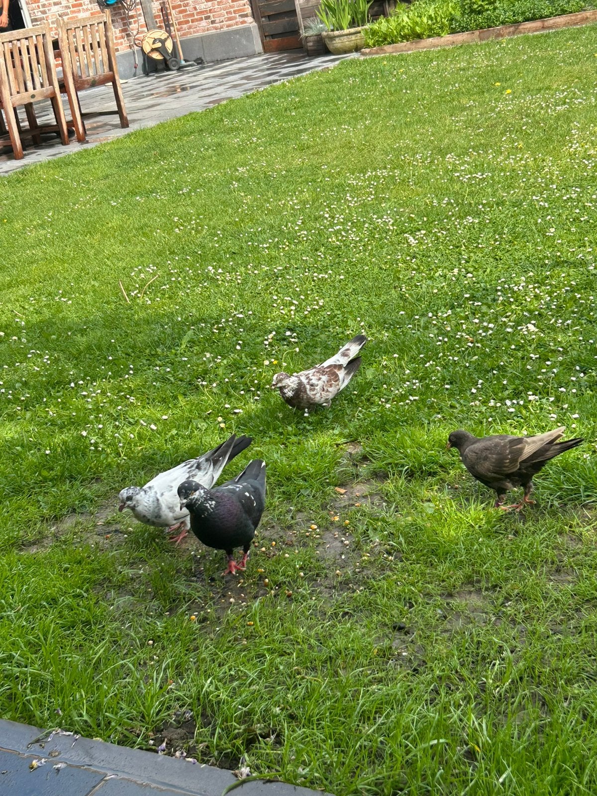 Mooi duiven stuks 8€, Dieren en Toebehoren, Vogels | Duiven