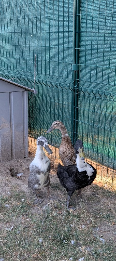 Trio indische loopeenden, Dieren en Toebehoren, Pluimvee, Meerdere dieren, Eend