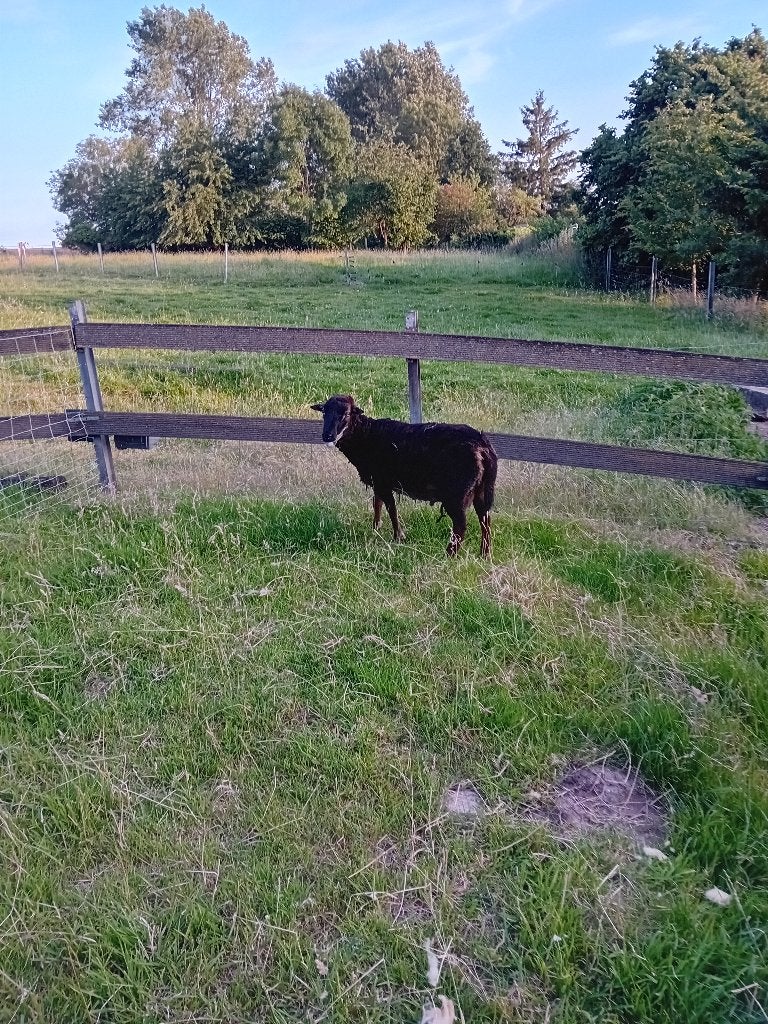 Mannelijke schapen 14 maanden, Dieren en Toebehoren, Mannelijk, Schaap, 0 tot 2 jaar