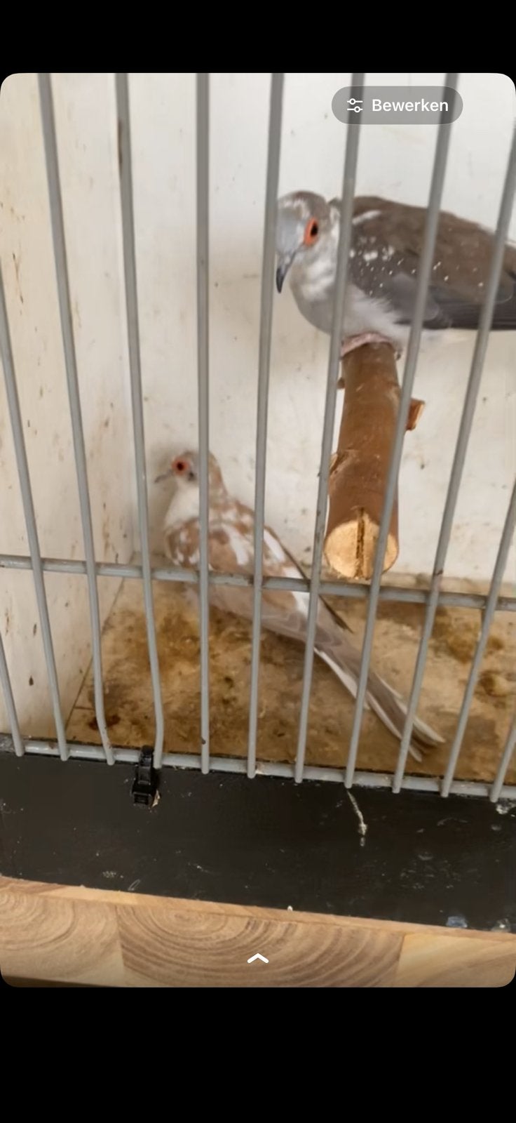 Gezocht bonte diamant pop, Dieren en Toebehoren