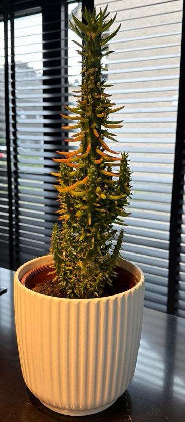Cactus (Prinsessenbijtje), Tuin en Terras, Ophalen, Zo goed als nieuw
