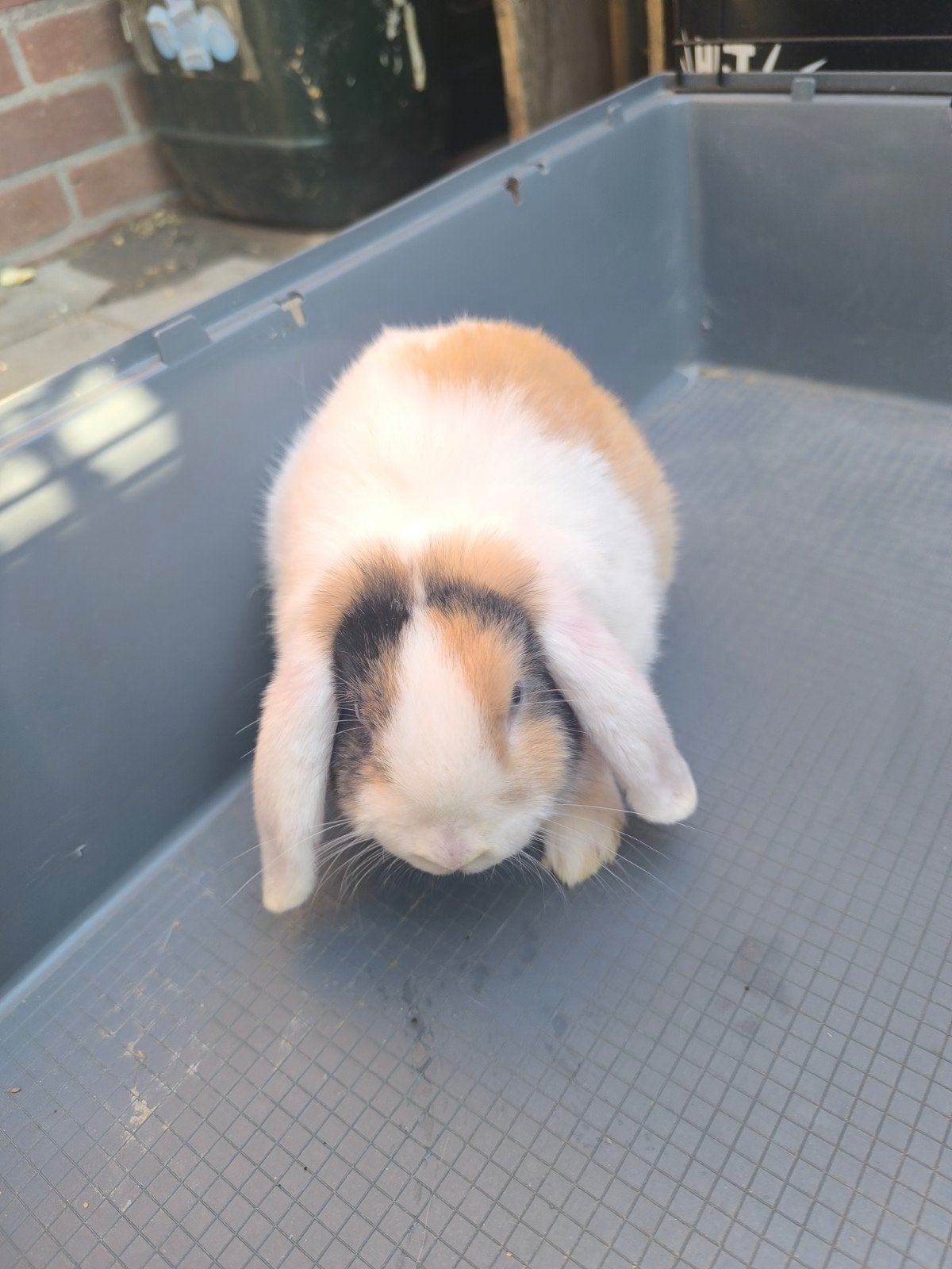 2 zusjes met blauwe ogen. ndh konijn, Animaux & Accessoires, Lapins