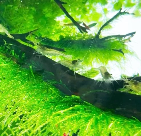 Amano Shrimps — mangeurs d'algues naturels pour aquarium, Homard, Crabe ou Crevette, Poisson d'eau douce