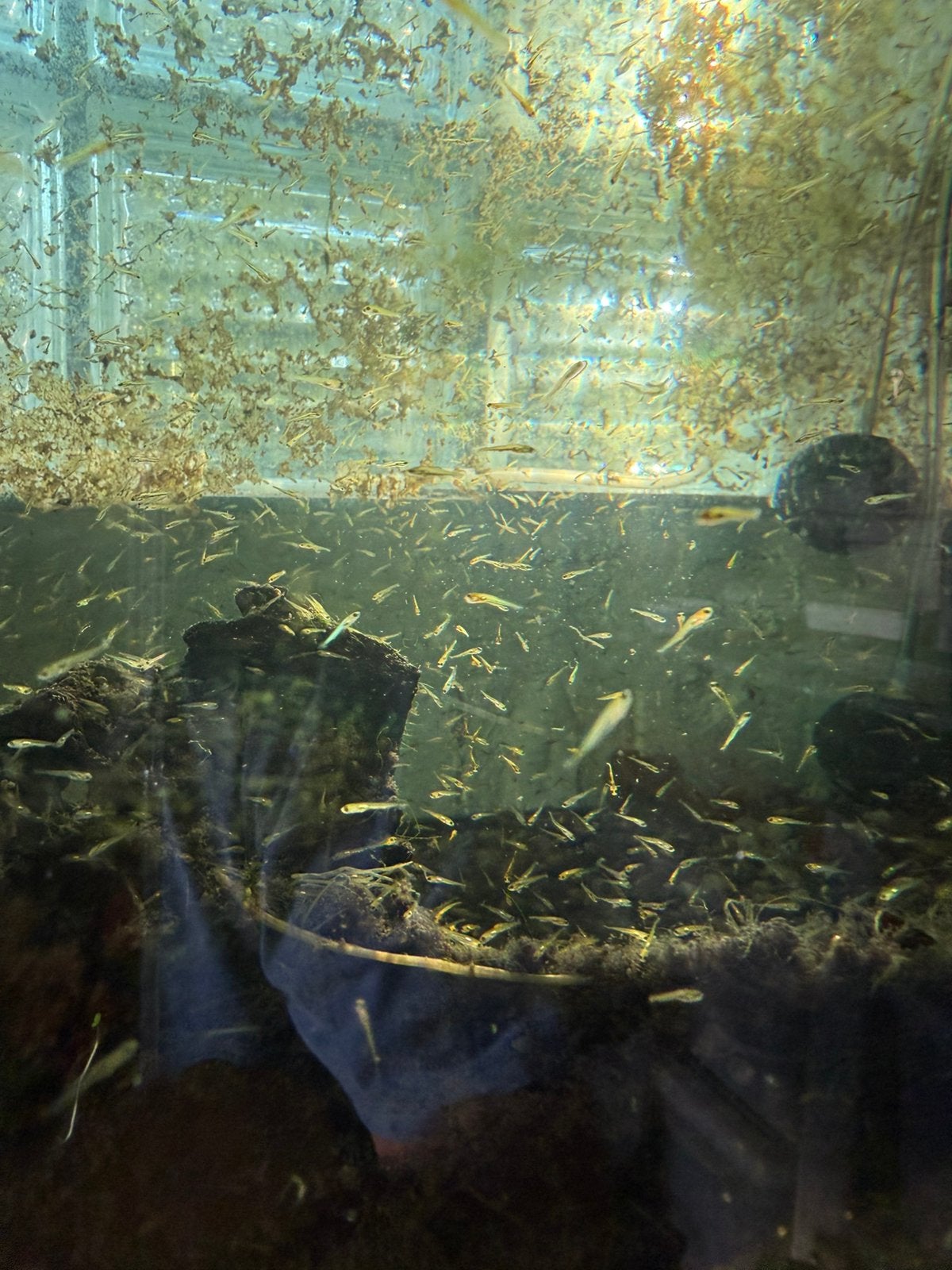 Baby koi, Dieren en Toebehoren