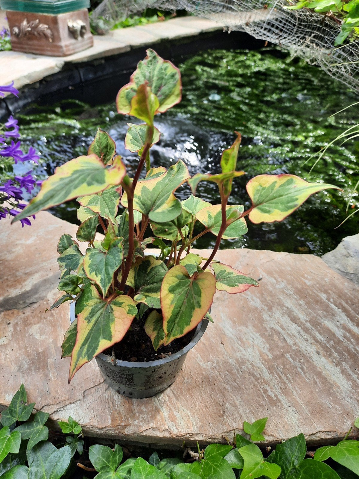 Vijverplant Aquiflora genoemd, Tuin en Terras, Ophalen, Zomer