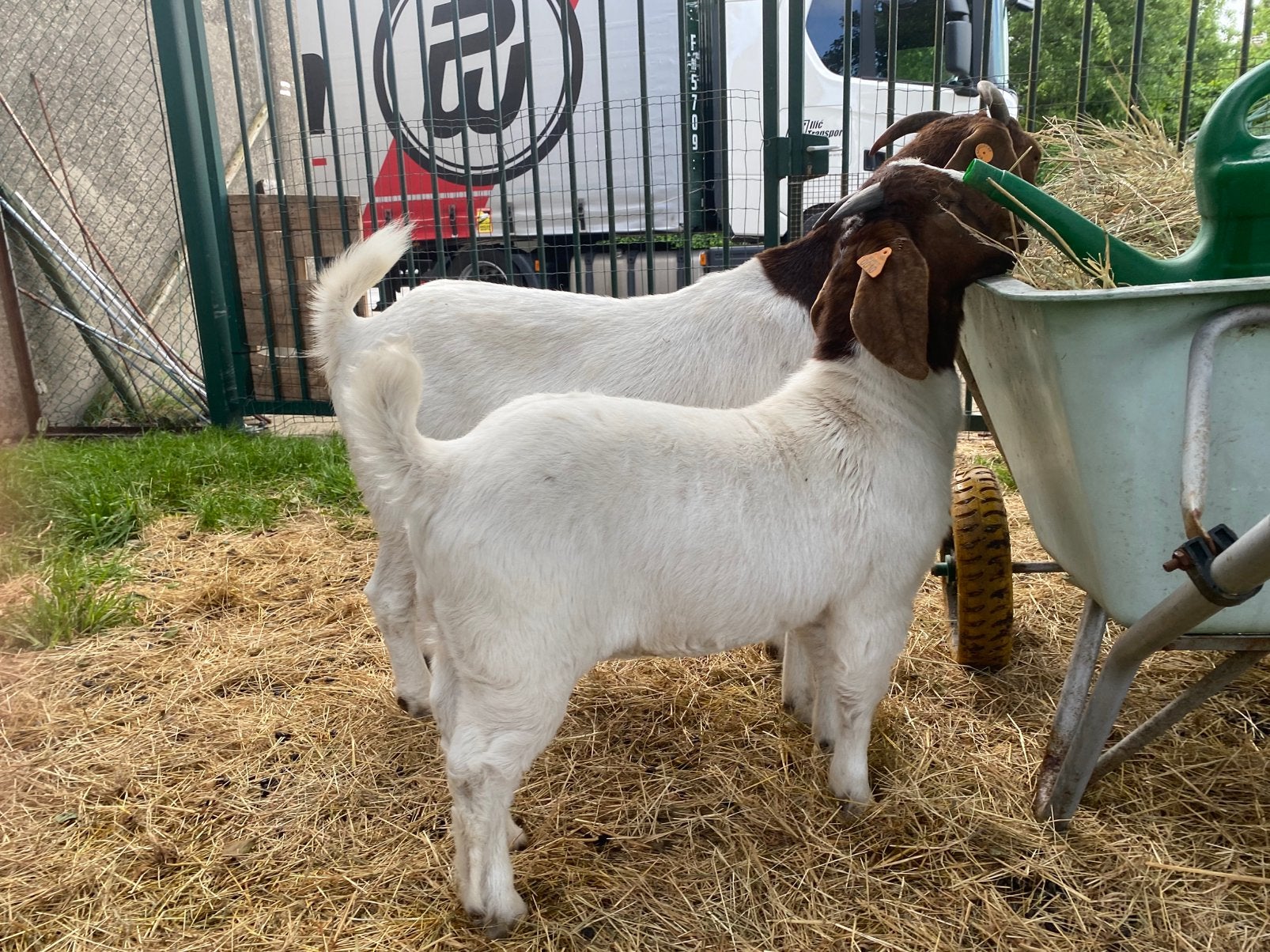 Boergeit boklam te koop, Mannelijk, Geit, 0 tot 2 jaar