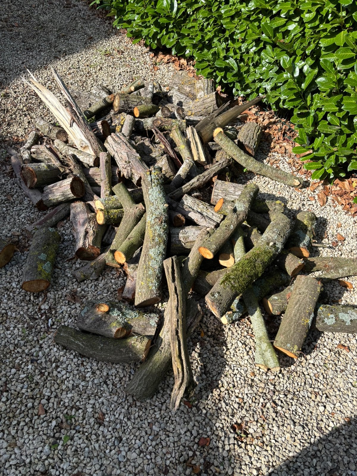 Brandhout, Ophalen, Eikenhout