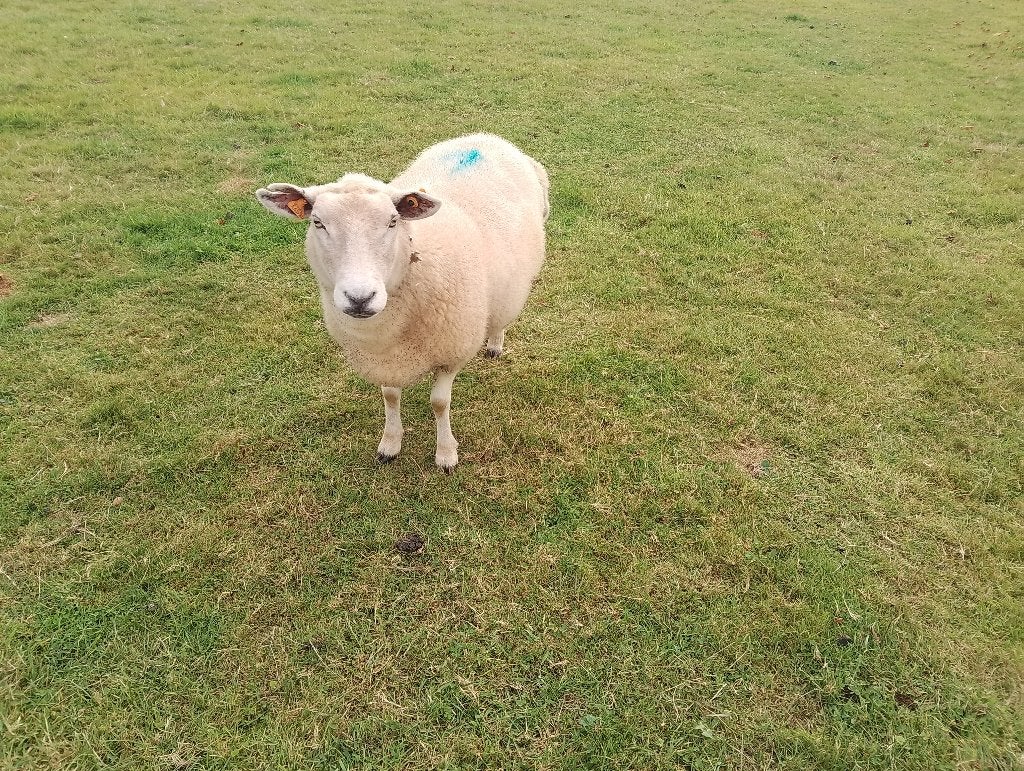 Schaap ooi, Dieren en Toebehoren, Vrouwelijk, Schaap, 3 tot 5 jaar