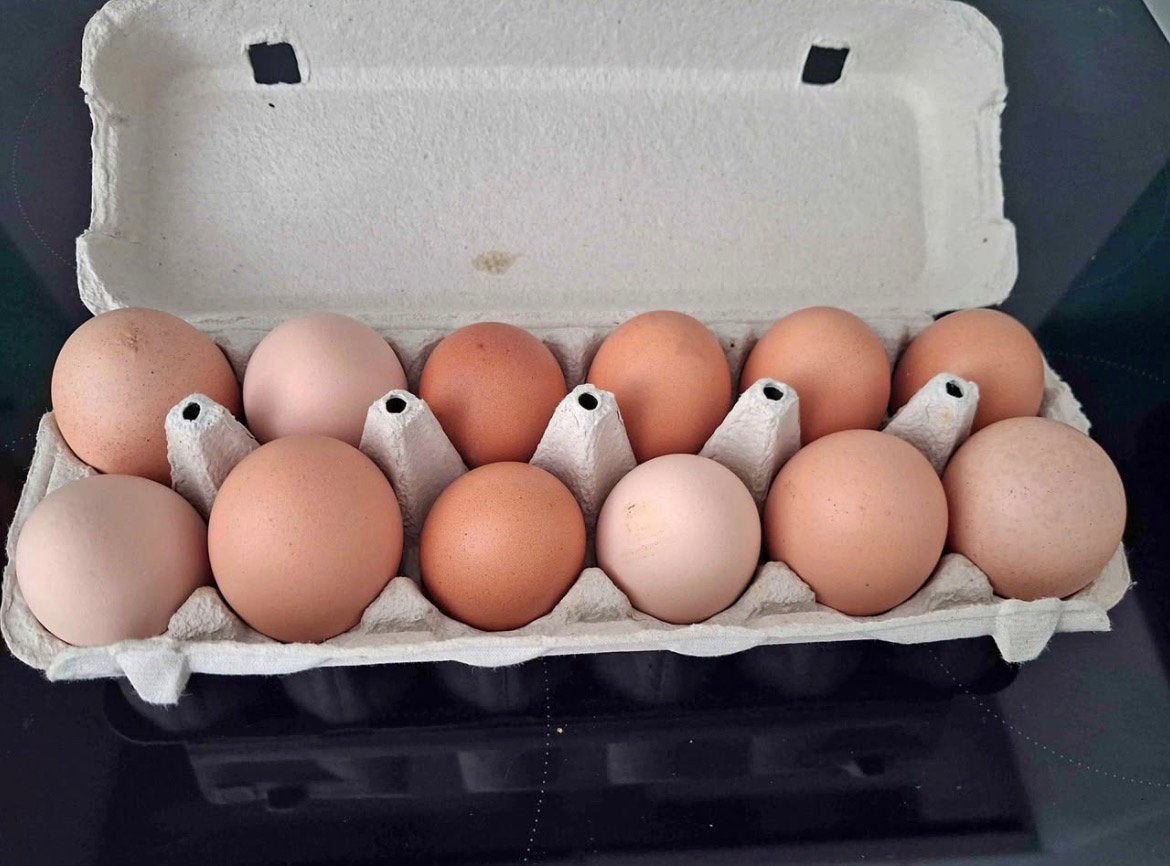 Vers eieren  en Daaglijks te koop, Dieren en Toebehoren, Ophalen, Zo goed als nieuw