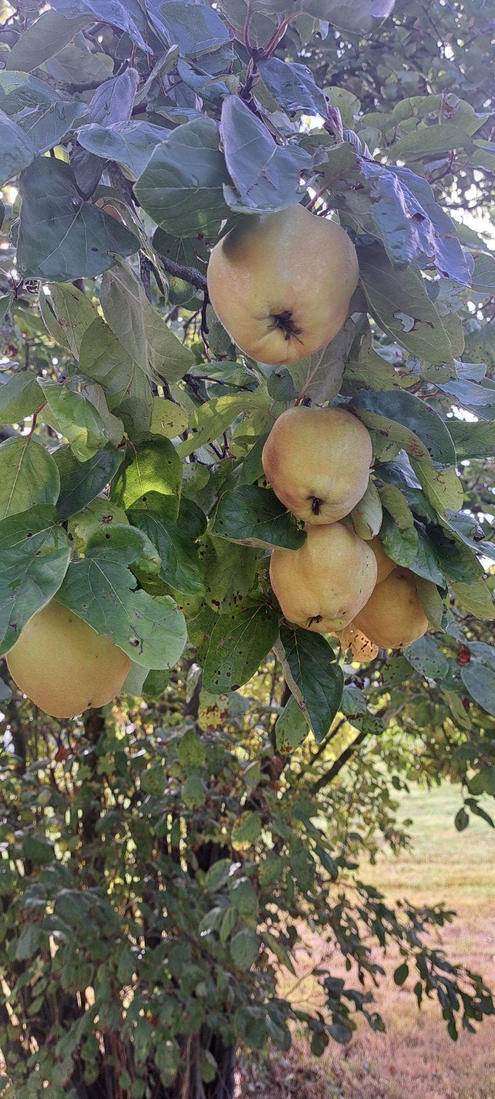 kweeperen / quinces onbespoten, Diversen, Ophalen