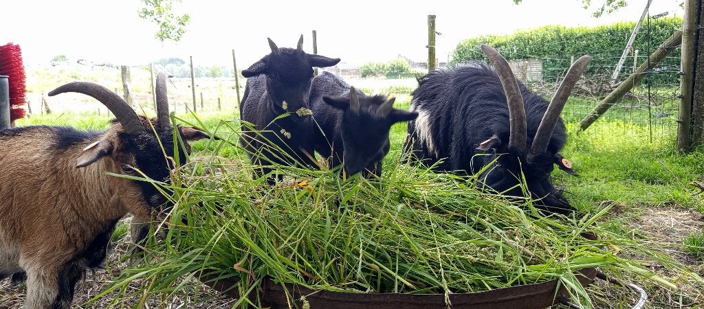 Te koop. Gecastreerd bokje en mieke ( Mieke is verkocht), Dieren en Toebehoren, Schapen, Geiten en Varkens, Geit, Meerdere dieren