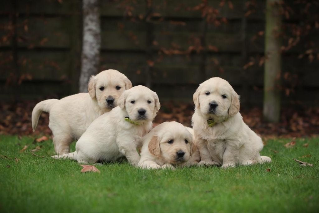Golden Retriever, l'ADN des parents a été vérifié