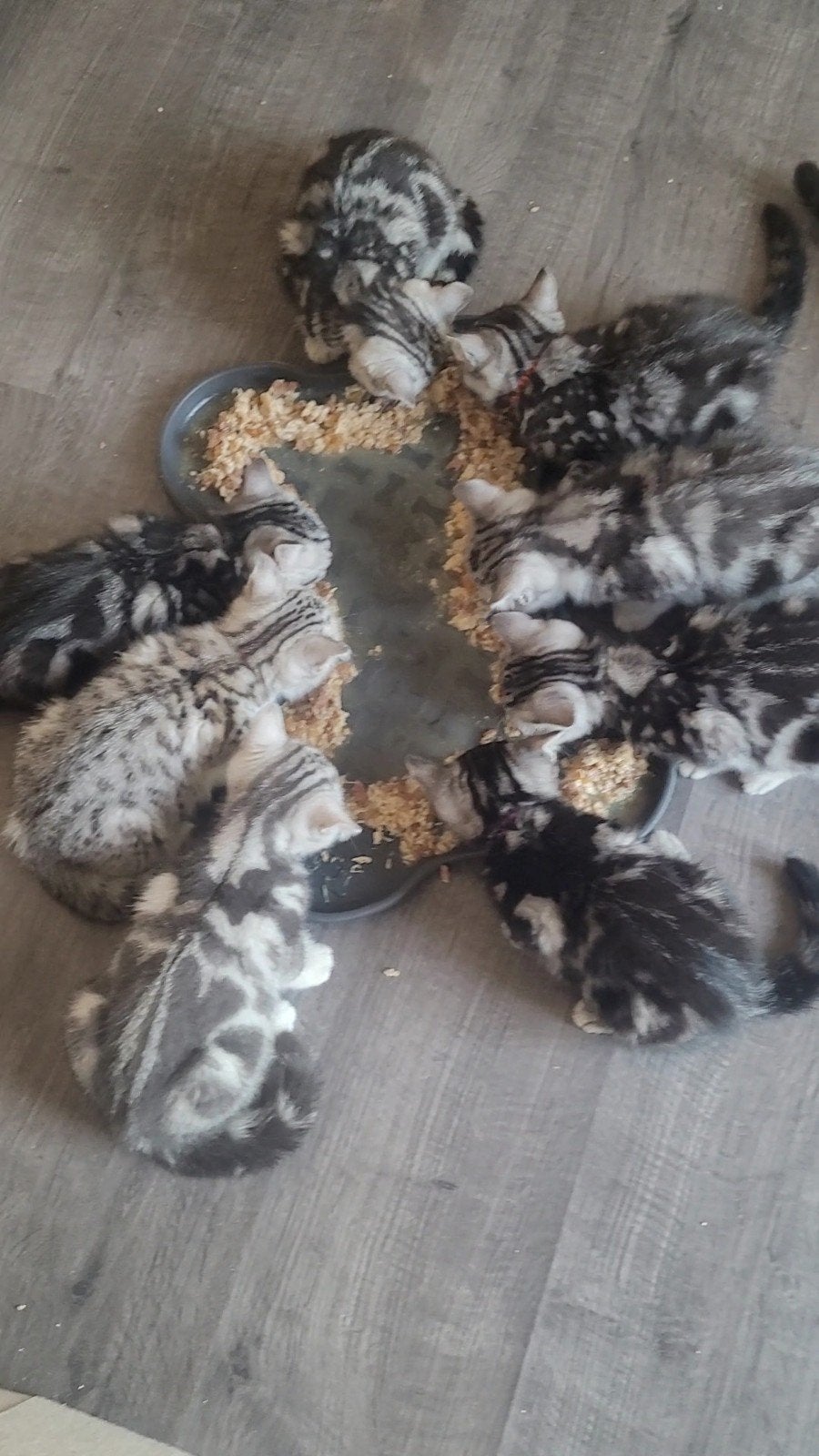 Brits korthaar kittens met stamboom, Meerdere dieren, Met stamboom, 0 tot 2 jaar