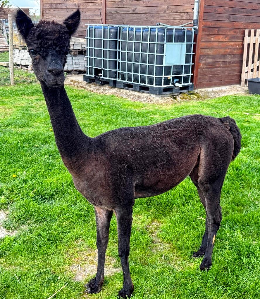 Prachtige, drachtige, middelbruine alpaca merrie, Juin, Femelle