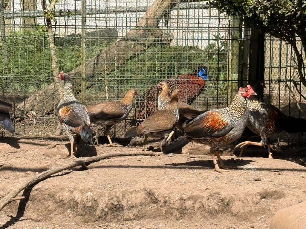 Diverse kweekkoppels Sonnerath, Dieren en Toebehoren, Meerdere dieren, Overige soorten